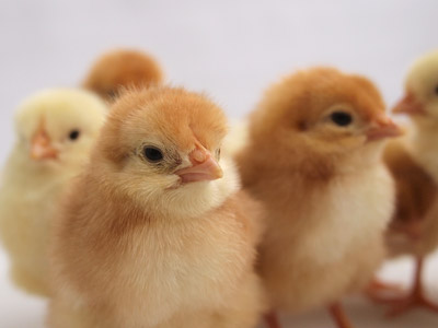 1.CM (Commercial)｜生産体制｜アイ・ティー・エス ファーム株式会社